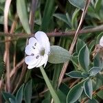 Silene uniflora Kukka