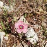 Linum decumbens Kvet