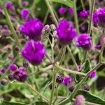 Gutenbergia cordifolia Fiore