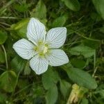 Parnassia palustris Cvet