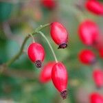 Rosa dumalis Fruit