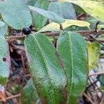 Lonicera acuminata Leaf