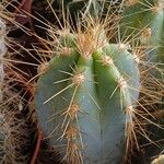 Pilosocereus pachycladus ഇല