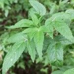 Cedronella canariensis Likasa