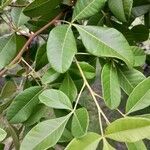 Searsia longipes Leaf