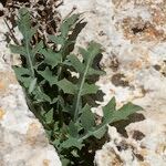 Lactuca acanthifolia