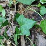 Hedera hibernica Hostoa