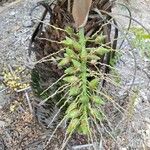 Butia paraguayensis Fruto