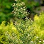 Erigeron canadensis অভ্যাস