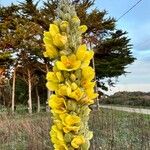 Verbascum densiflorum Habitus