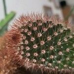 Mammillaria spinosissima Листок