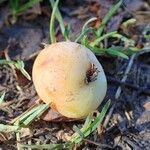 Sorbus domestica Fruit