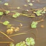 Marsilea quadrifolia Likasa