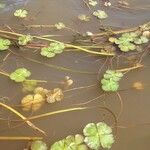 Marsilea quadrifolia Blatt