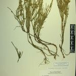 Ephedra gerardiana Kita