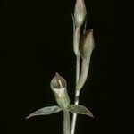Goodyera viridiflora Cvet