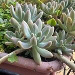 Dudleya greenei 叶