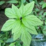 Tacca leontopetaloides পাতা