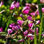 Oxalis articulata Hábito
