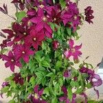 Clematis viticella عادت داشتن