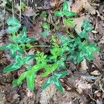 Trifolium medium Folla