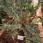 Encephalartos horridus Hábitos