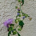 Malva multiflora Flower