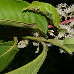 Miconia trinervia Flower