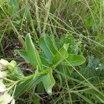 Asclepias viridis Lapas