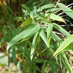 Phyllostachys aurea Folha