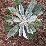 Verbascum pulverulentum叶