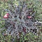 Cirsium acaulon 葉