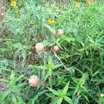 Trifolium vesiculosum Natur