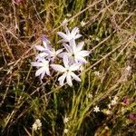 Leucocoryne vittata Flor