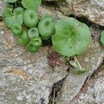 Umbilicus horizontalis Leaf