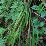 Melica uniflora Leaf