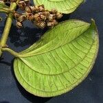 Adelobotrys adscendens Hoja