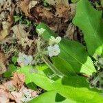 Andersonglossum virginianum Blomma