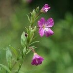 Epilobium hirsutumЦвят