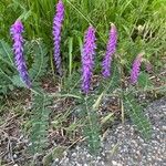 Vicia incana 花