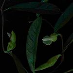 Philodendron surinamense Flower