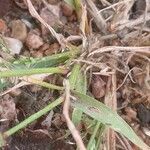 Eragrostis minor Leaf