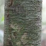 Vatairea erythrocarpa Кора