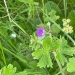 Geranium pyrenaicum برگ