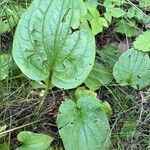 Asarum caudatum ᱥᱟᱠᱟᱢ