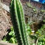 Pilosocereus leucocephalus Bark