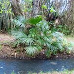 Livistona australis Leaf