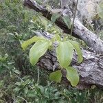 Clematis pickeringii Leaf