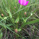 Sabatia campestris موطن