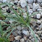 Allium narcissiflorum Hábitos